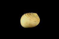 藏品(白肋蜑螺)的圖片